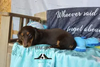 Penny, a female Miniature Dachshund for sale in Mesa, AZ – 7 of 10