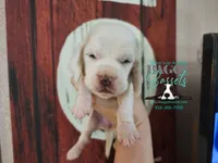 Flurry, a female Basset Hound for sale in Show Low, AZ – 3 of 8