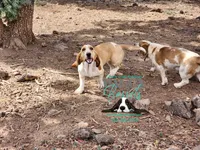 Penny, a female Basset Hound for sale in Mesa, AZ – 2 of 6