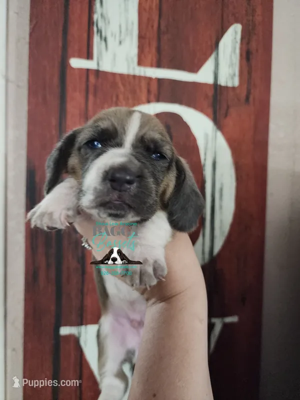Freedom – Basset Hound puppy for sale in Show Low, AZ