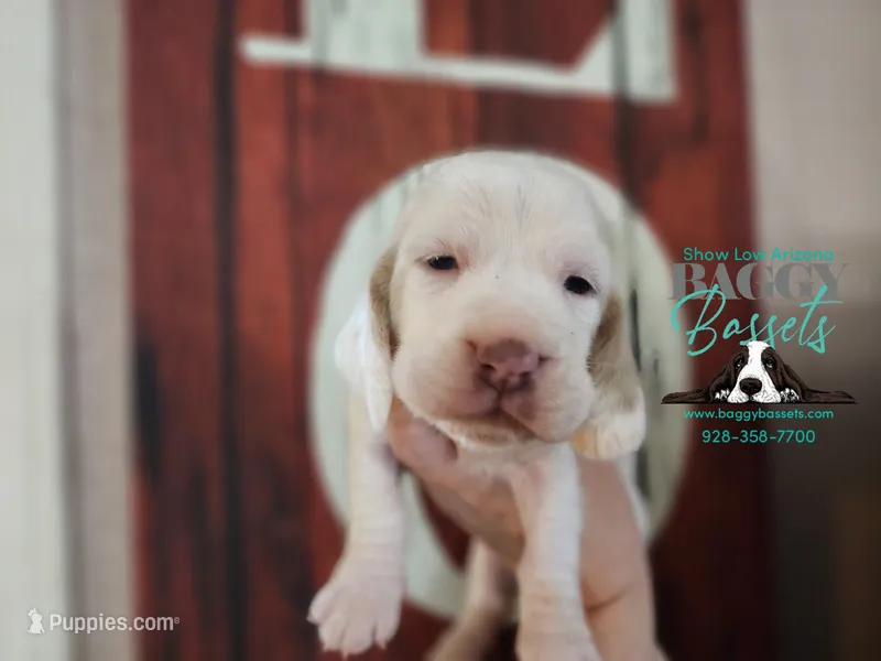 Cadence  – Basset Hound puppy for sale in Show Low, AZ
