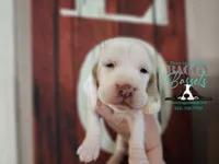 Cadence , a male Basset Hound for sale in Show Low, AZ – 1 of 10