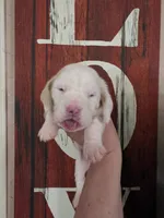 Sejanus lace ear & blue eyes, a male Basset Hound for sale in Show Low, AZ – 2 of 10