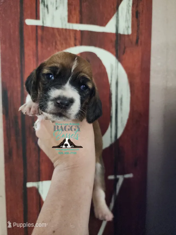Dawn – Basset Hound puppy for sale in Show Low, AZ