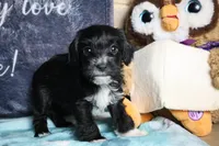 Daisy, a female Miniature Schnauzer and Cavalier King Charles Spaniel for sale in Show Low, AZ – 9 of 10