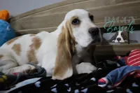 Haymitch, a male Basset Hound for sale in Mesa, AZ – Photo 1 of 10