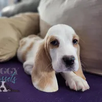 Haymitch, a male Basset Hound for sale in Mesa, AZ – Photo 6 of 10