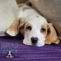 Haymitch, a male Basset Hound for sale in Mesa, AZ – Photo 5 of 10