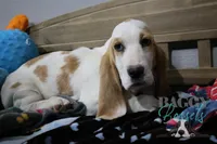 Haymitch, a male Basset Hound for sale in Mesa, AZ – Photo 7 of 10