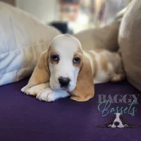 Haymitch, a male Basset Hound for sale in Mesa, AZ – Photo 7 of 10
