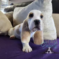 Haymitch, a male Basset Hound for sale in Mesa, AZ – Photo 3 of 10