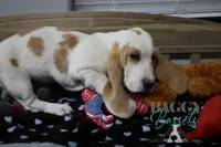 Haymitch, a male Basset Hound for sale in Mesa, AZ – Photo 9 of 10