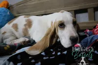 Haymitch, a male Basset Hound for sale in Mesa, AZ – Photo 8 of 10