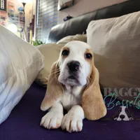 Haymitch, a male Basset Hound for sale in Mesa, AZ – Photo 10 of 10