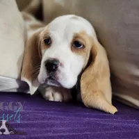 Haymitch, a male Basset Hound for sale in Mesa, AZ – Photo 8 of 10