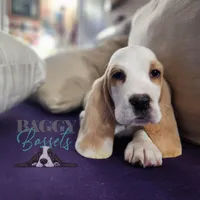 Haymitch, a male Basset Hound for sale in Mesa, AZ – Photo 4 of 10