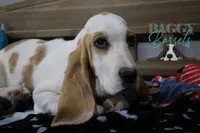 Haymitch, a male Basset Hound for sale in Mesa, AZ – Photo 5 of 10