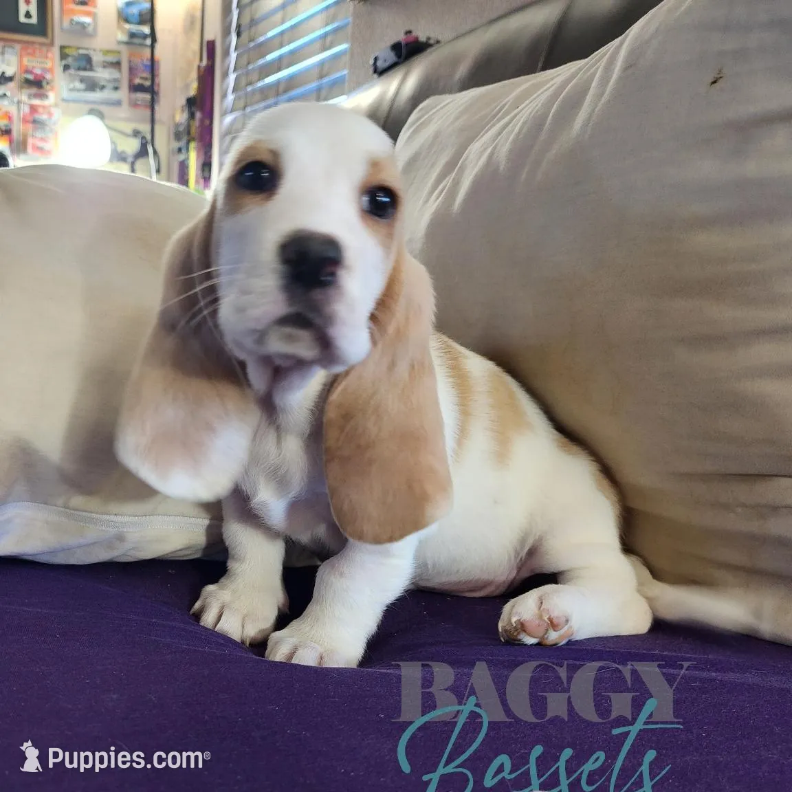 Haymitch, a male Basset Hound for sale in Mesa, AZ – Photo 2 of 10