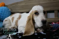 Haymitch, a male Basset Hound for sale in Mesa, AZ – Photo 4 of 10