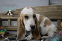Haymitch, a male Basset Hound for sale in Mesa, AZ – Photo 3 of 10