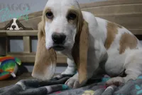 Haymitch, a male Basset Hound for sale in Mesa, AZ – Photo 2 of 10