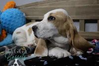 Haymitch, a male Basset Hound for sale in Mesa, AZ – Photo 10 of 10