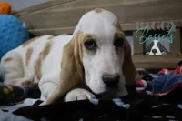 Haymitch, a male Basset Hound for sale in Mesa, AZ – Photo 6 of 10