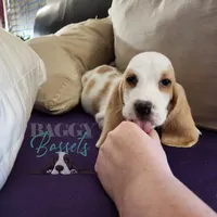 Haymitch, a male Basset Hound for sale in Mesa, AZ – Photo 9 of 10