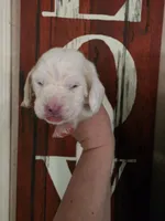 Sejanus lace ear & blue eyes, a male Basset Hound for sale in Show Low, AZ – 10 of 10