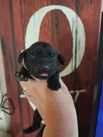 Justice, a male Basset Hound for sale in Show Low, AZ – 2 of 6
