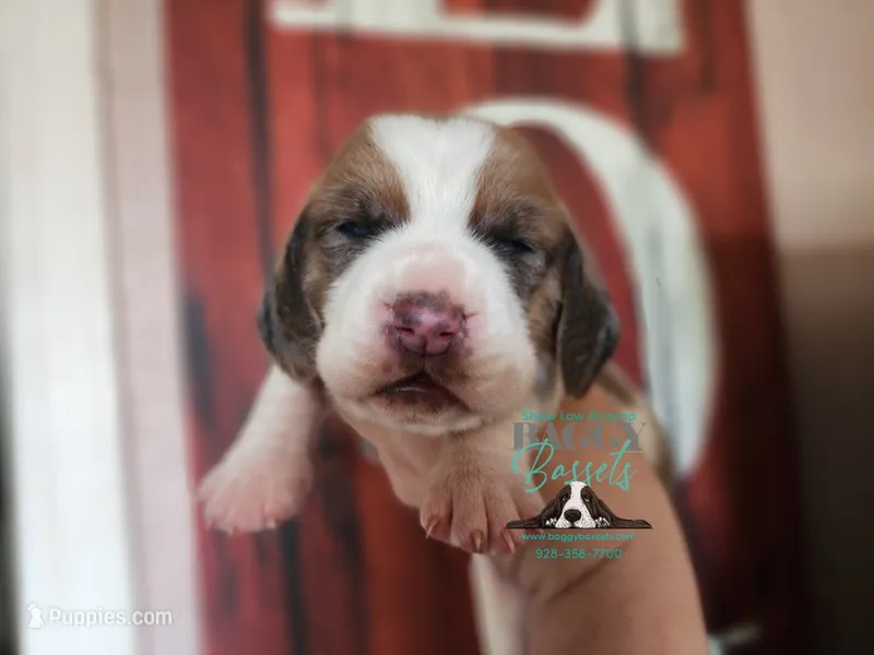Pua – Basset Hound puppy on hold in Mesa, AZ