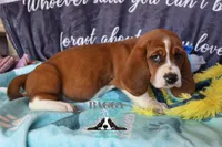 Simea, a female Basset Hound for sale in Mesa, AZ – 3 of 10