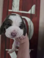 Lucy Gray, a female Basset Hound for sale in Show Low, AZ – 9 of 9