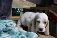 Flurry blue eyes & lace ear, a female Basset Hound for sale in Show Low, AZ – 5 of 10