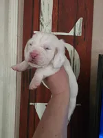 Lucky Flickerman lace ears& blue eyes, a male Basset Hound for sale in Show Low, AZ – 2 of 10