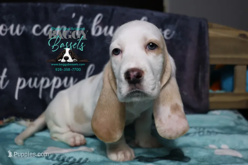 Celestia blue eyes & lace ear – Basset Hound puppy on hold in Show Low, AZ