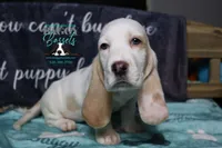Celestia blue eyes & lace ear, a female Basset Hound for sale in Show Low, AZ – 1 of 10