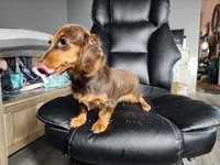 Lilly, a female Miniature Dachshund for sale in Show Low, AZ – 2 of 4
