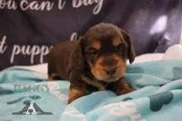Curious George , a male Miniature Dachshund for sale in Mesa, AZ – 5 of 10