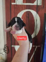 Liberty, a female Basset Hound for sale in Show Low, AZ – 6 of 6