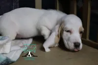 Flurry blue eyes & lace ear, a female Basset Hound for sale in Show Low, AZ – 10 of 10
