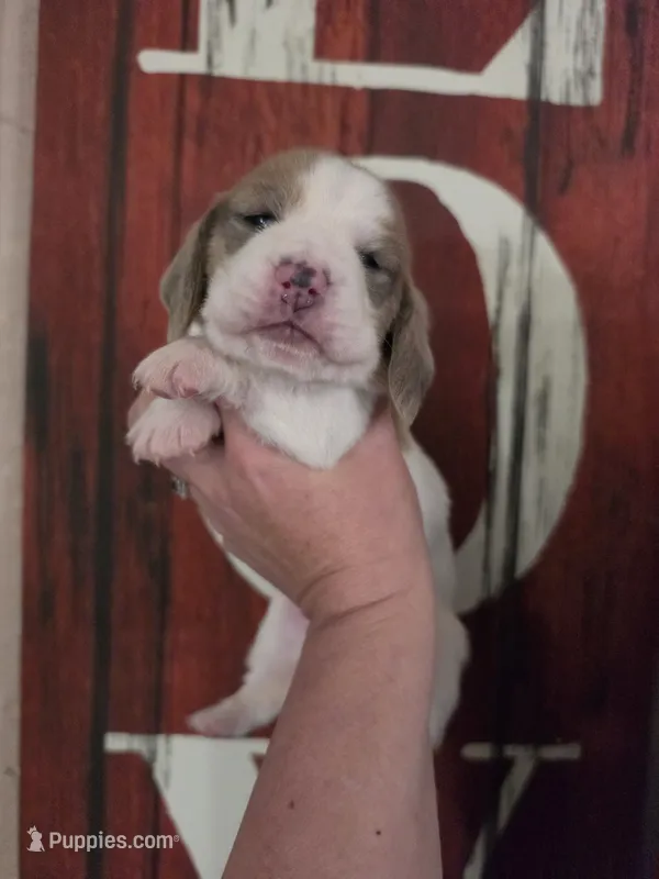 Volumia, a female Basset Hound for sale in Show Low, AZ – 1 of 8