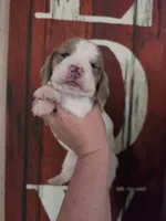 Volumia, a female Basset Hound for sale in Show Low, AZ – 1 of 8