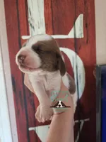 HeiHei, a male Basset Hound for sale in Mesa, AZ – 4 of 10