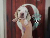 Twilight, a female Basset Hound for sale in Show Low, AZ – 2 of 10