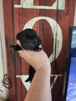 Patriot, a male Basset Hound for sale in Show Low, AZ – 5 of 8