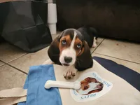Sally May, a female Basset Hound for sale in Show Low, AZ – 3 of 10