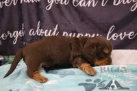 Curious George , a male Miniature Dachshund for sale in Mesa, AZ – 9 of 10