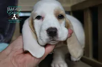Flurry blue eyes & lace ear, a female Basset Hound for sale in Show Low, AZ – 8 of 10