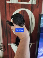Patriot, a male Basset Hound for sale in Show Low, AZ – 3 of 8